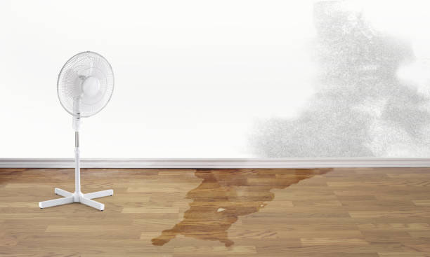 Best Water damage contractors near me  in Hanover, IN